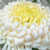 chrysanthemum image