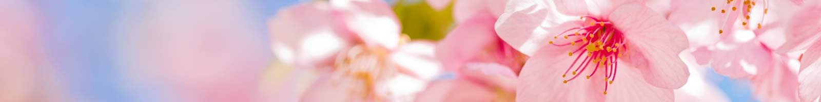 Yamadamatsu High-Grade Series Incense