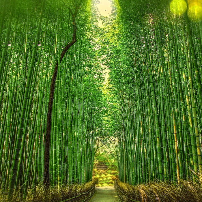 Japanese Incense 101: Aromatic Roots