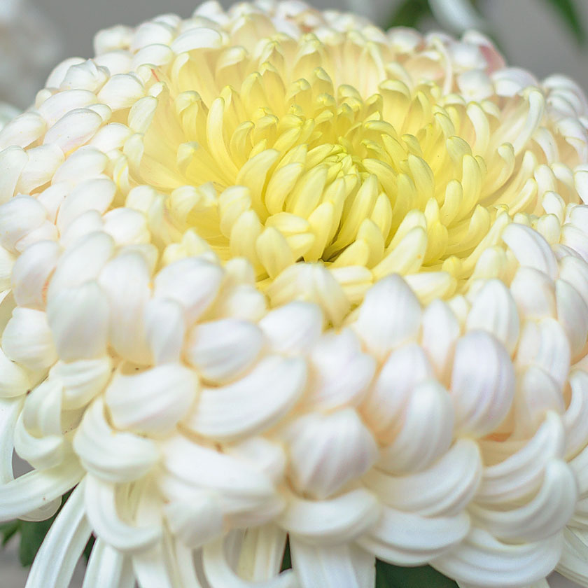 chrysanthemum image