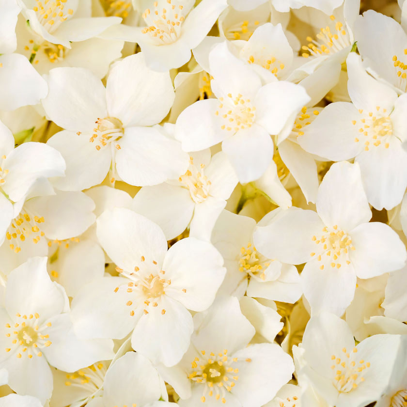 Listening to Kyukyodo Azusa