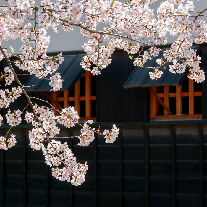 Listening to Baieido Tokusen Kokonoe 九重