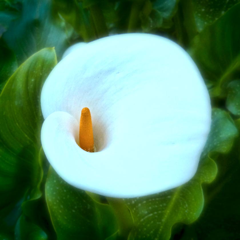 Listening to Nippon Kodo Hana-no-Hana Lily