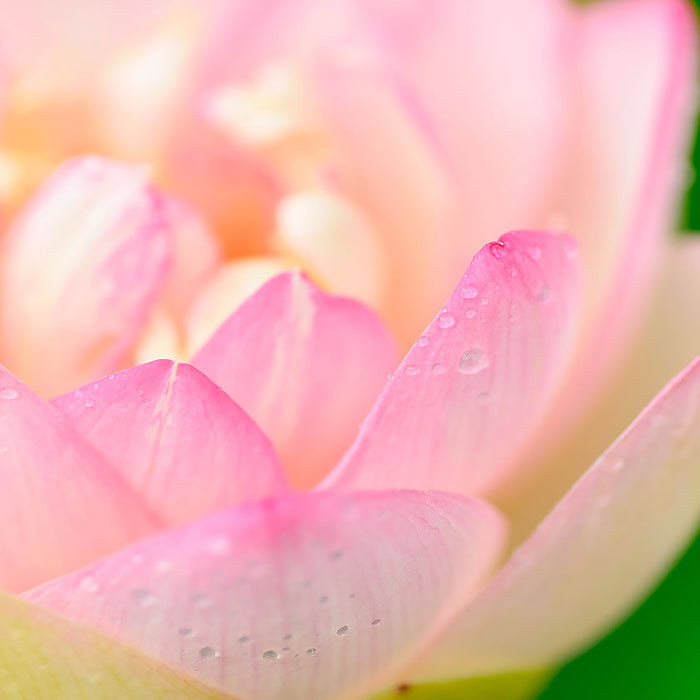 Listening to Baieido Tokusen Kohen 香苑