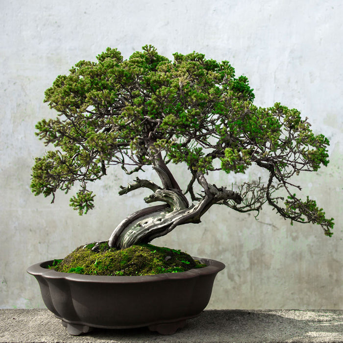 Listening to Shunkohdo Matsuba 松葉