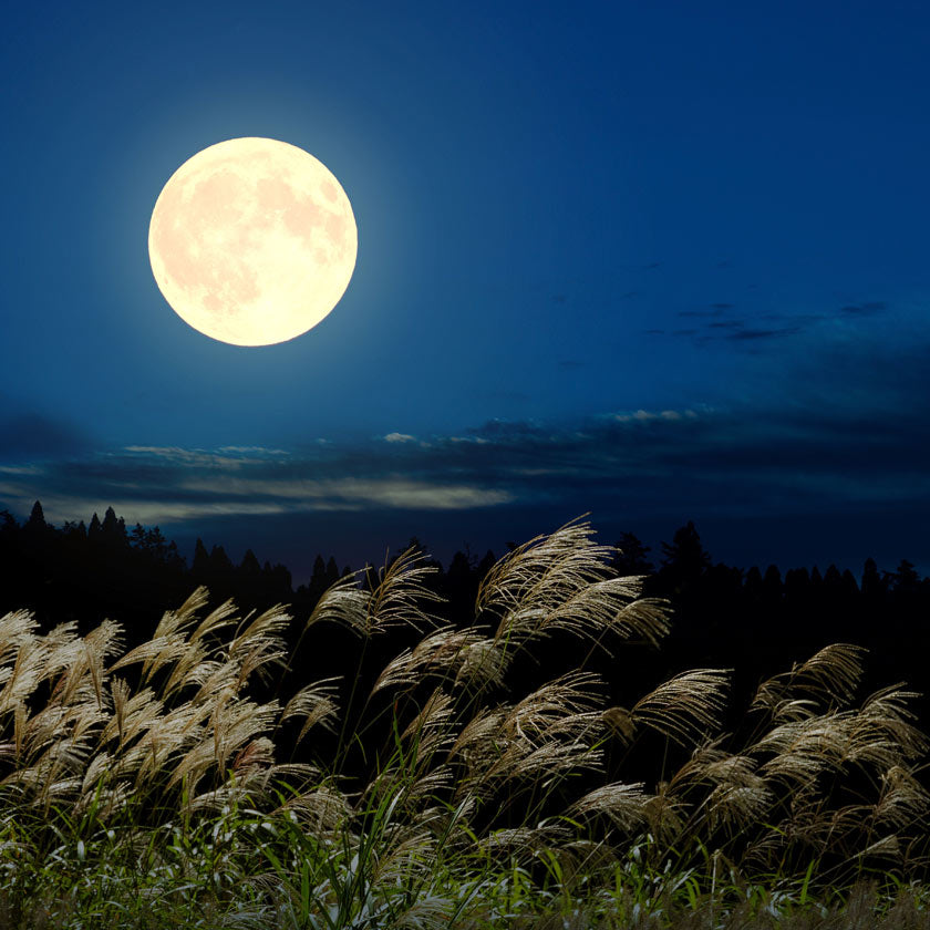 Listening to Kunmeido Moon Waiting Clouds