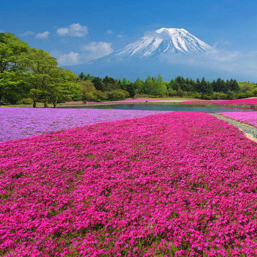 Listening to Gyokushodo Hana no Sho