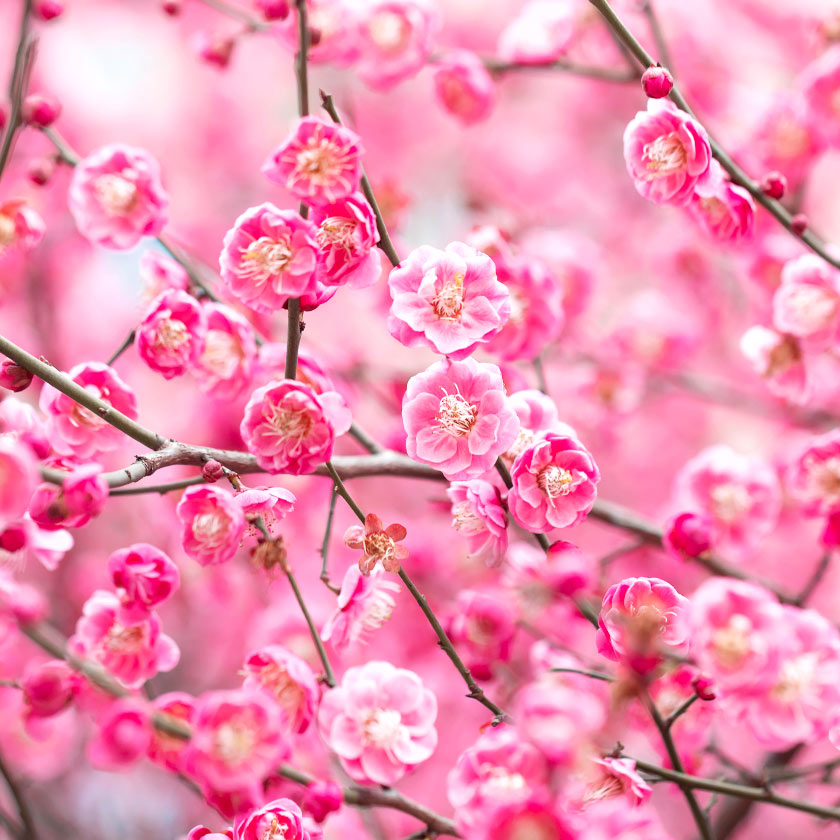 Listening to Kikujudo Koboku Ginmi Vietnamese Aloeswood