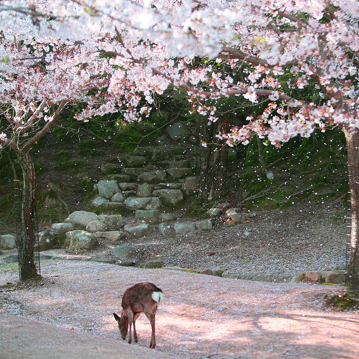 Listening to Shoyeido Baika-Ju