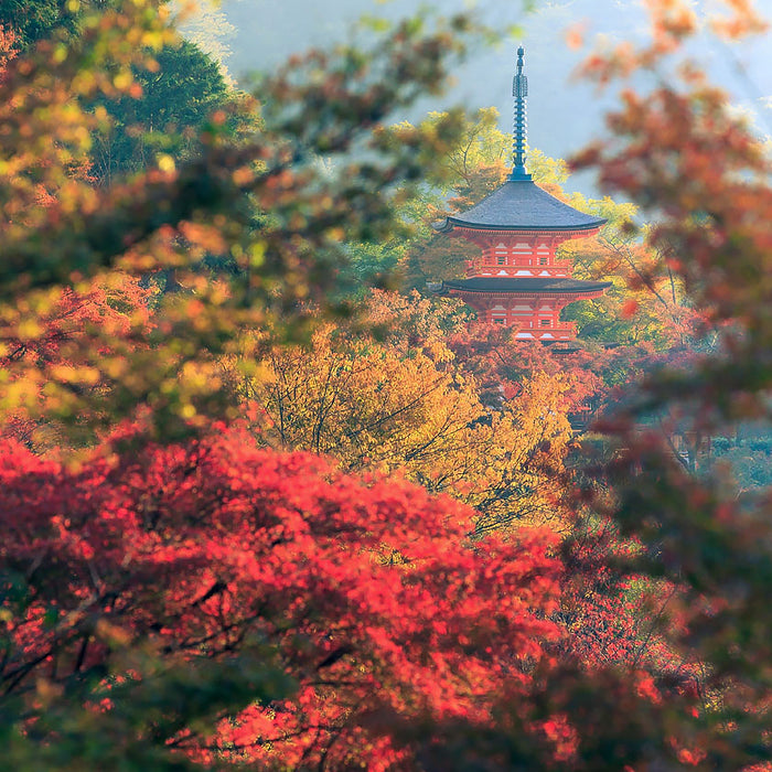 Listening to Seikado Jinko Daikoboku