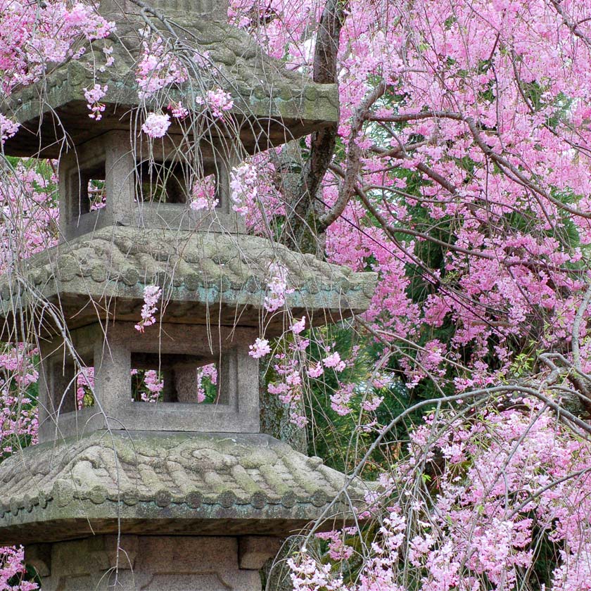 Listening to Baieido Kaiunkoh 開運香