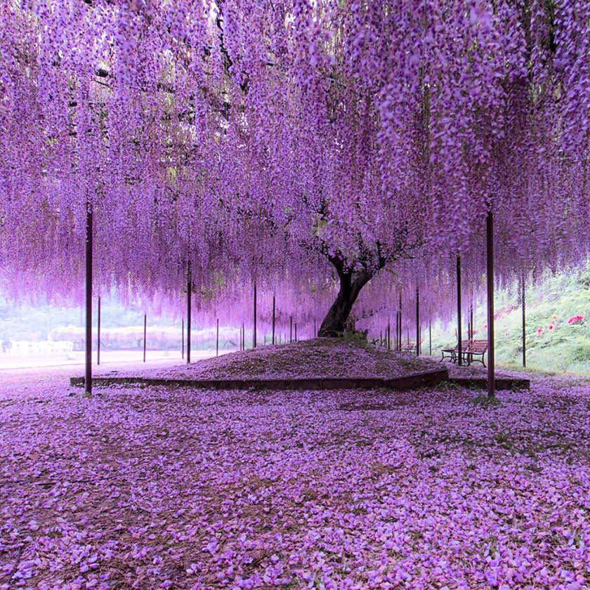 Listening to Shunkohdo Fuji no Hana