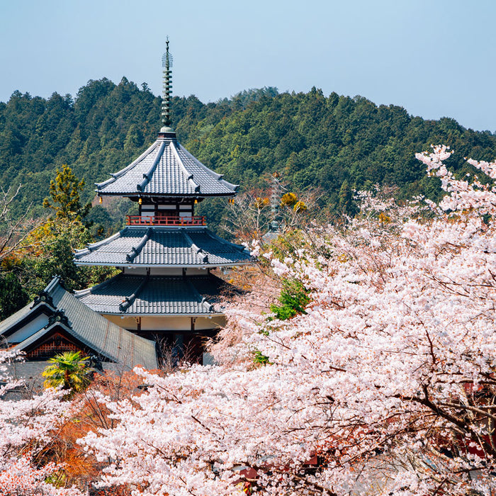 Listening to Shunkohdo Yoshino no Haru