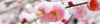 Plum & Cherry Blossom Incense